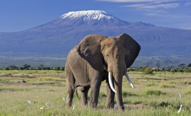 Kenya Safari & Beach Holiday
