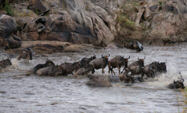 3-Day Masai Mara & Lake Naivasha Budget Safari