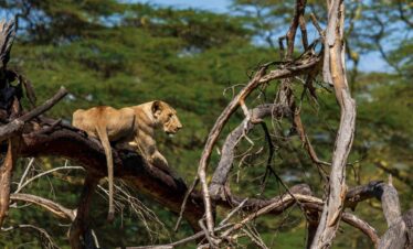 7-Day Thrilling Adventure Safari on a Budget