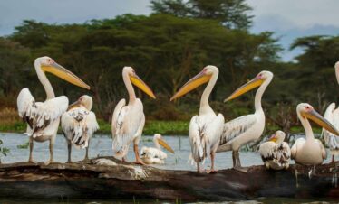 3-Day Mid-Range Masai Mara & Lake Naivasha Safari
