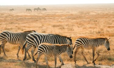 6-Day Amboseli and Masai Mara Luxury Safari
