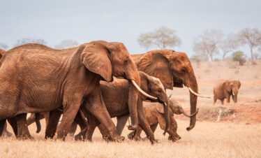 Nairobi Full-Day Excursion