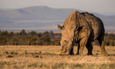 11-Day Kenya Safari & Nairobi Excursion