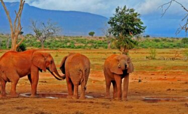 Kenya Safari, Nairobi Excursions & Beach Holiday