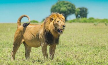Kenya & Uganda Safari Experience