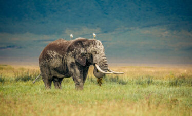 Big Five Safari with Zanzibar