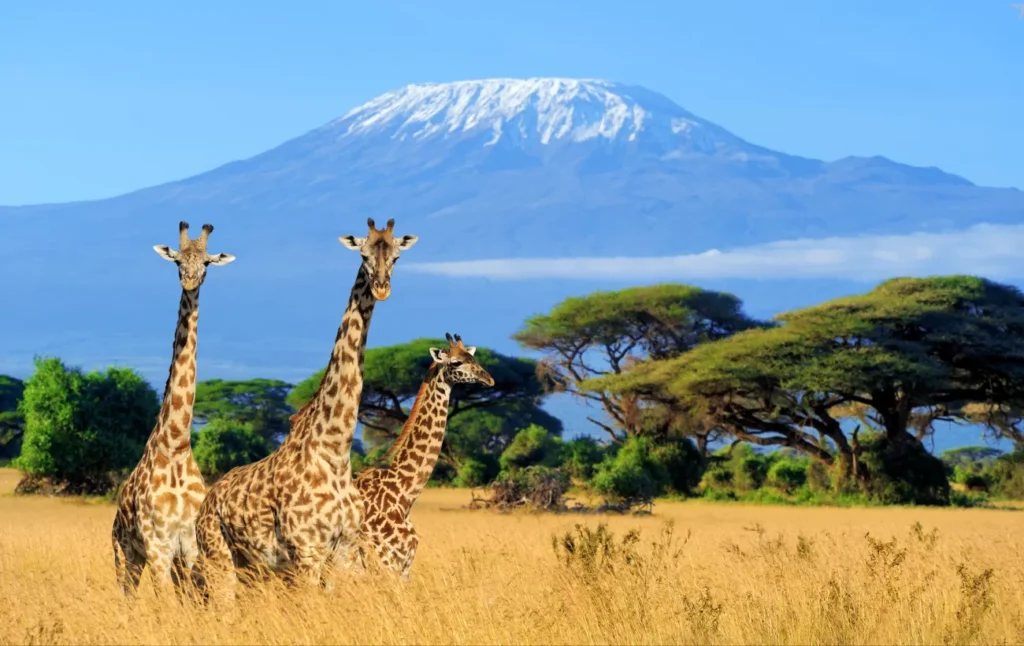 Two giraffes with palm trees and Kilimanjaro in the distance
