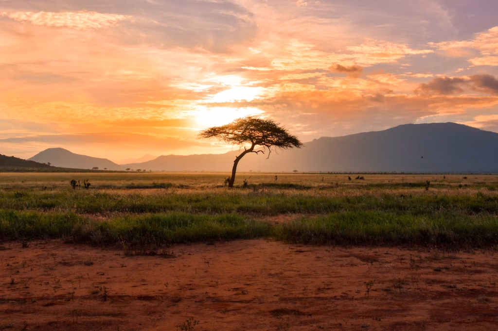 Acacia trees and distant hills across the savannah at sunset