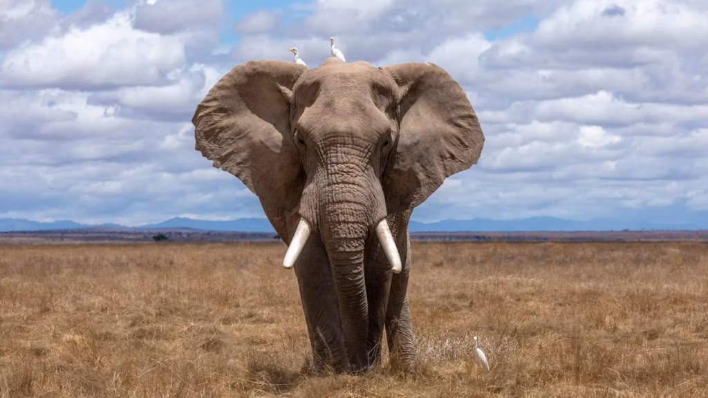 An elephant walking through golden grass towards the camera