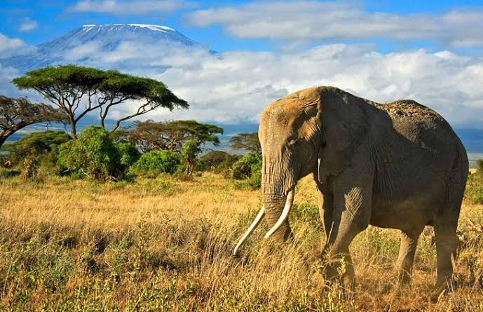 A large elephant standing in tall golden grass
