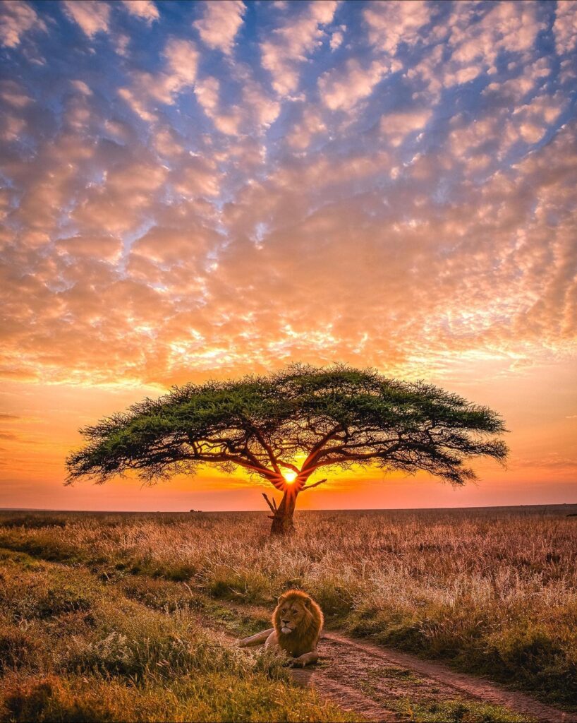 An acacia tree against a deep orange sunset sky