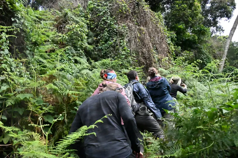 Photographers with long lenses in dense green forest