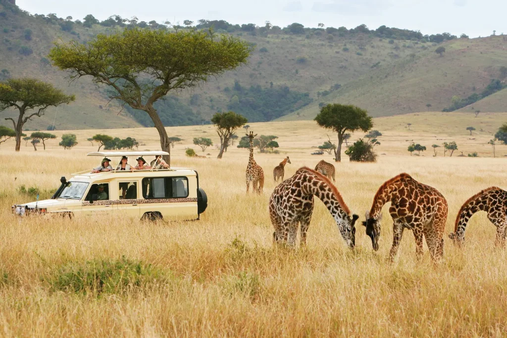 A safari vehicle watching giraffes and zebra on the plains