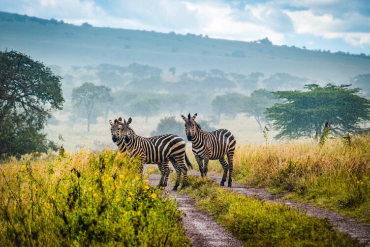 Zebras grazing in misty early morning grassland
