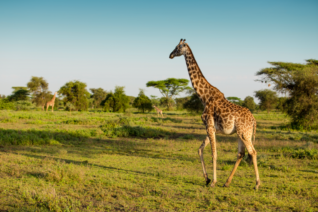 A giraffe among acacia trees in green savannah