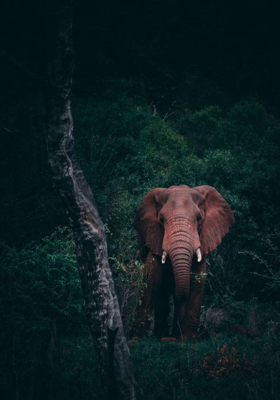 An elephant approaching head-on through low evening light