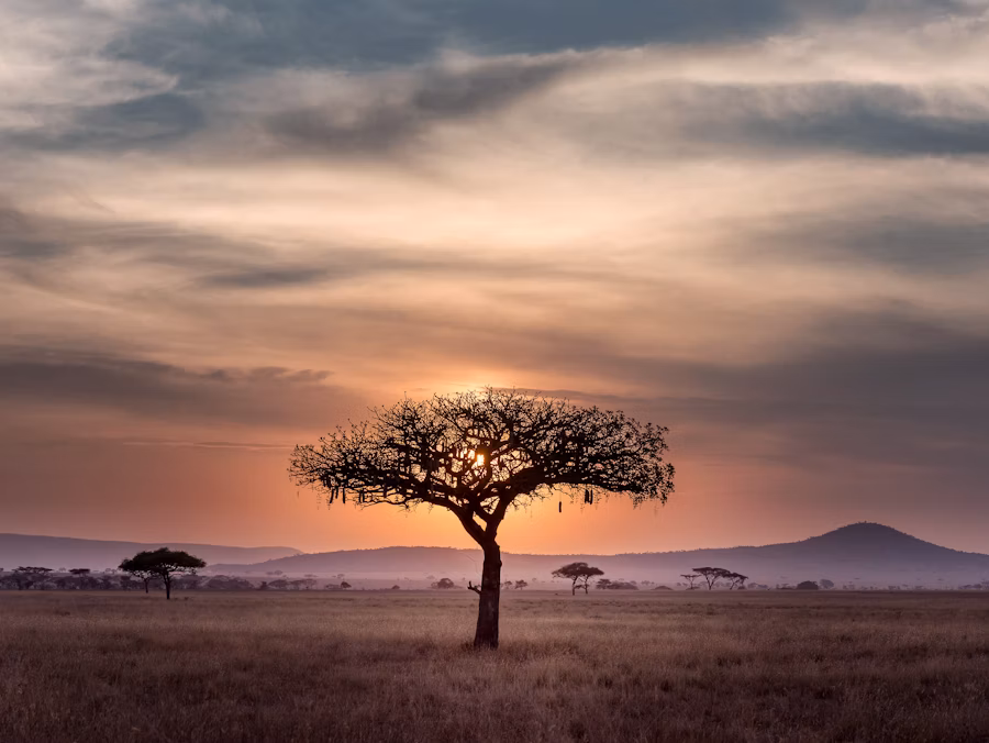 A lone acacia tree silhouetted against a savannah sky at dusk
