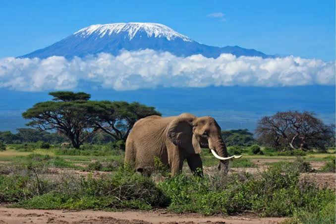 An elephant on the plains with Kilimanjaro behind