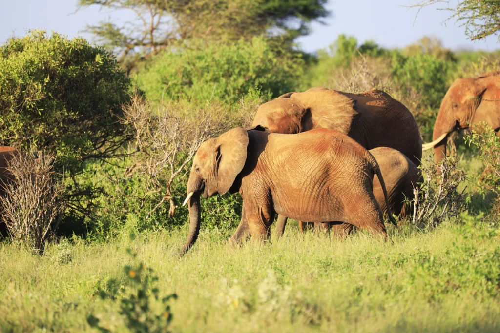 A herd of elephants moving through green bush
