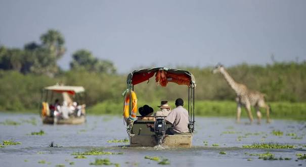 A boat safari passing a giraffe on the riverbank