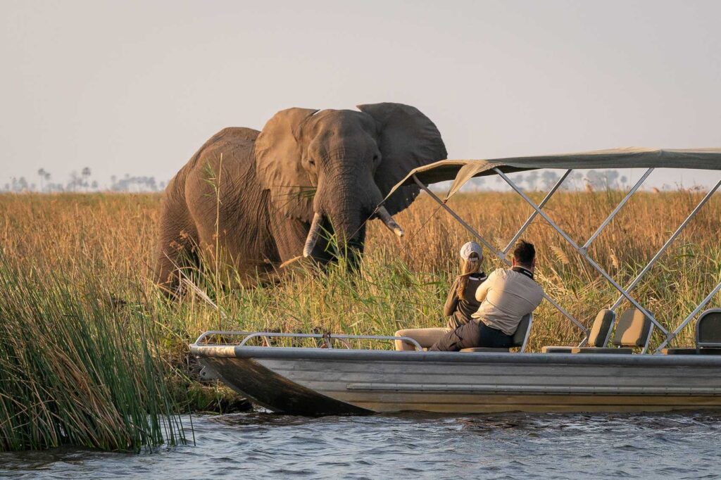 An elephant beside a safari vehicle as a guest photographs it