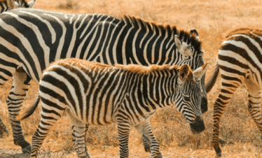 5-Day Kenya Safari: Masai Mara, Amboseli & Naivasha