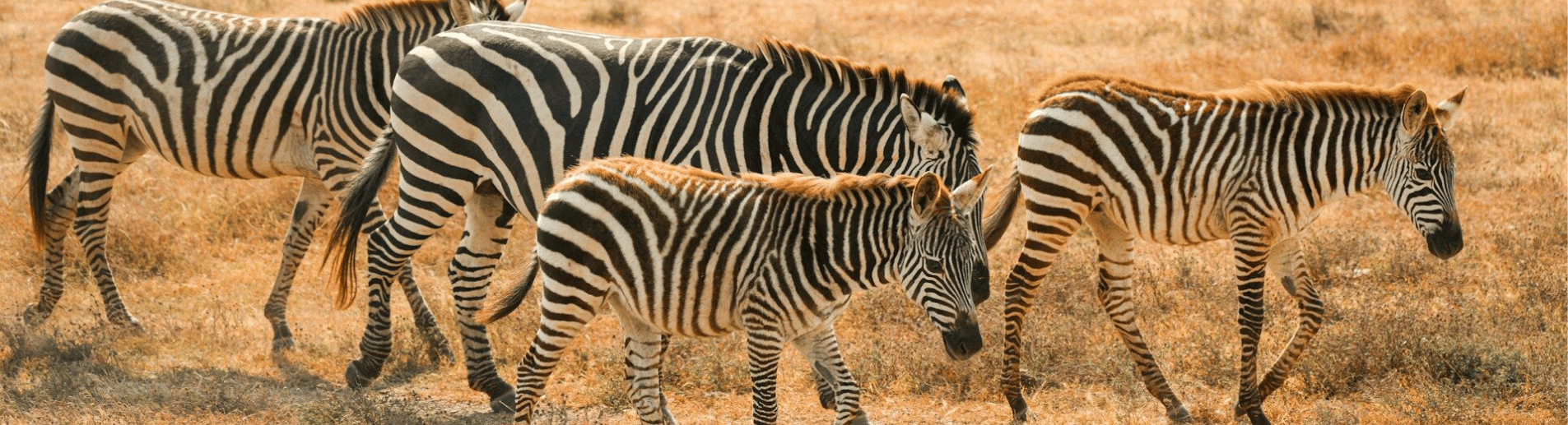 5-Day Kenya Safari: Masai Mara, Amboseli & Naivasha