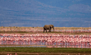 6-Day Kenya Luxury Safari at Sopa Lodges