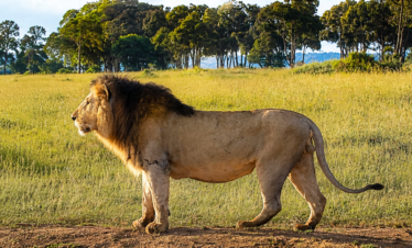 All-inclusive Kenya safari featuring a male lion standing in a sunlit savanna with trees in the background.