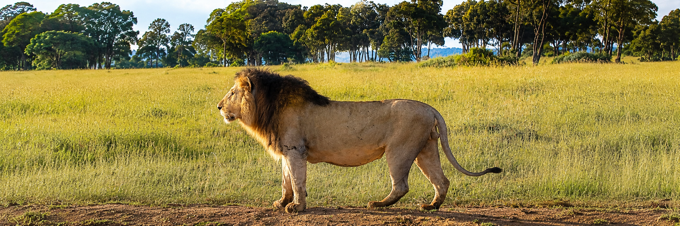 All-inclusive Kenya safari featuring a male lion standing in a sunlit savanna with trees in the background.