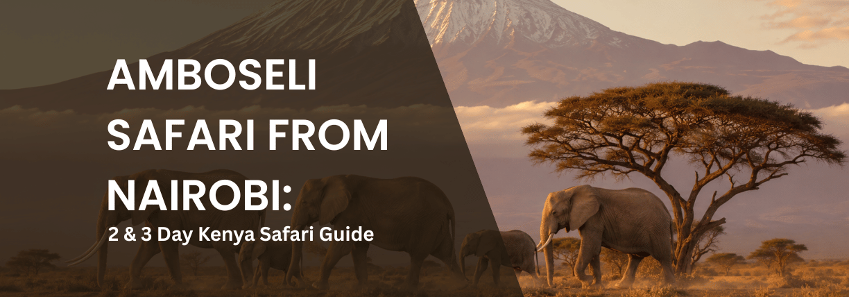 Family of African elephants crossing the Amboseli savannah at sunrise, with Mount Kilimanjaro and an acacia tree in the background.