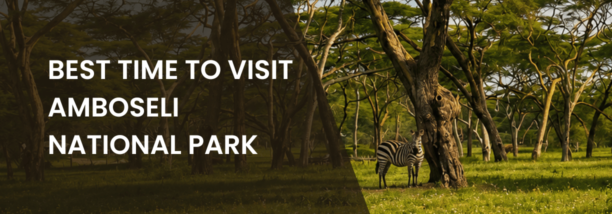 Zebra herds in Amboseli National Park with Mount Kilimanjaro in the background