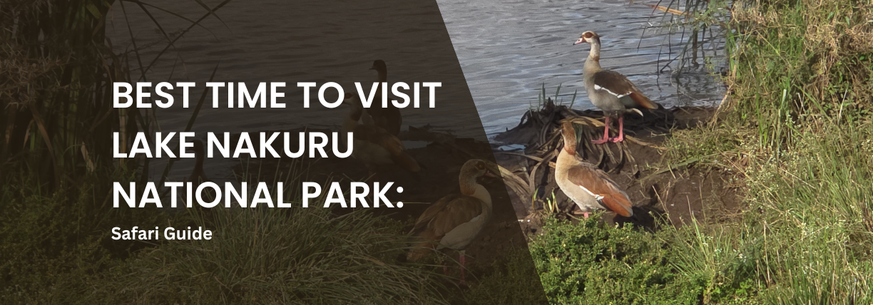 Egyptian geese standing along the shoreline of Lake Nakuru in Kenya, with reeds and calm water in the background, illustrating wildlife viewing in Lake Nakuru National Park.