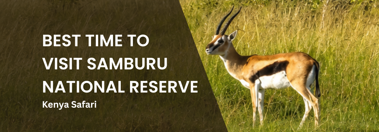 Presentation cover slide showing a gazelle standing in tall grass at Samburu National Reserve. Large white text on a dark overlay reads, “Best Time to Visit Samburu National Reserve,” with the subtitle “Kenya Safari.”