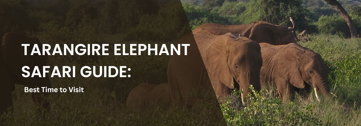 Presentation cover slide showing a herd of elephants grazing in dense vegetation in Tarangire National Park. Large white text on a dark overlay reads, “Tarangire Elephant Safari Guide: Best Time to Visit.”