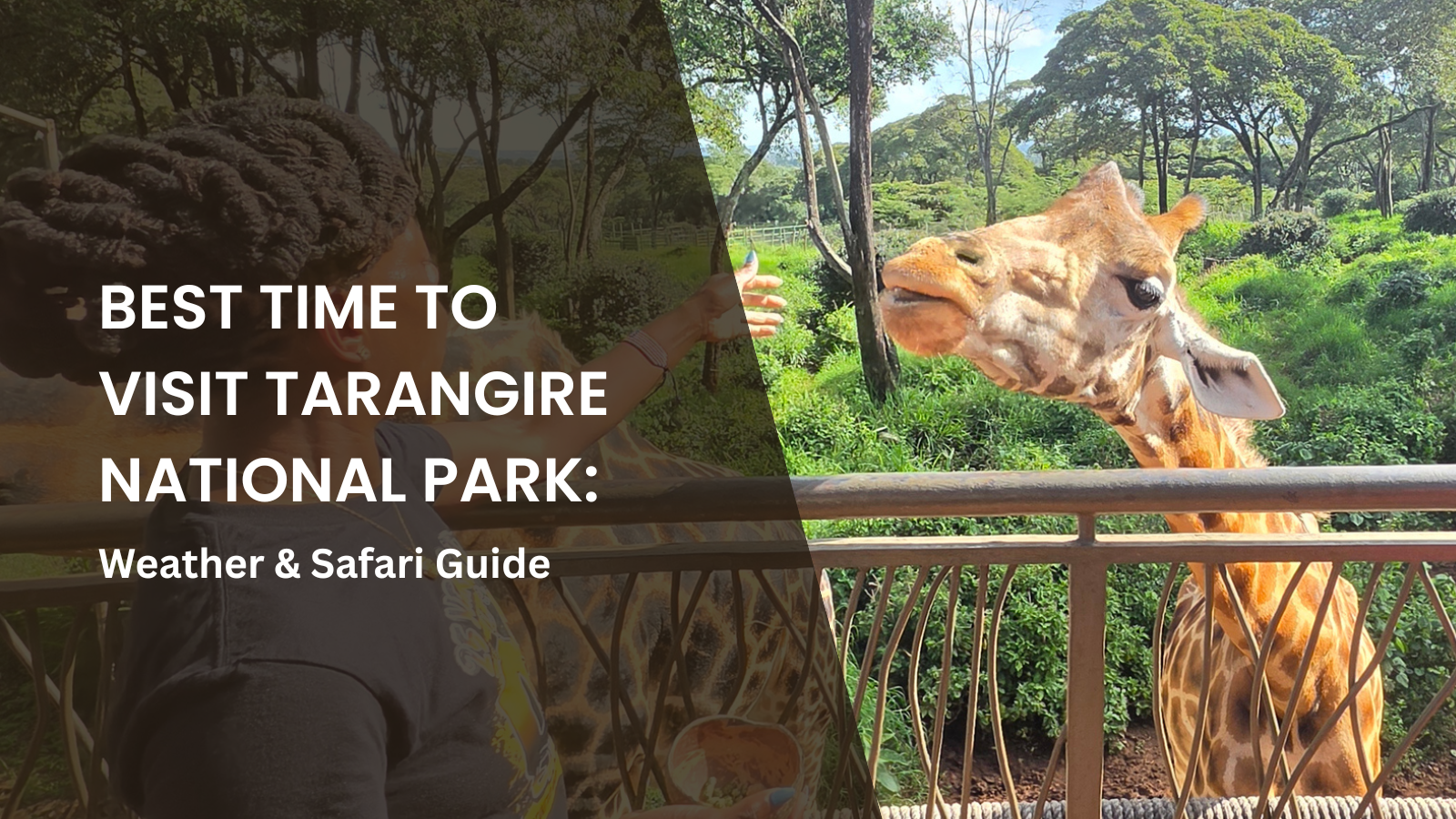 A giraffe stretches its head over a railing toward a visitor seated on an outdoor viewing deck surrounded by lush greenery. Overlaid text reads: “Best Time to Visit Tarangire National Park: Weather & Safari Guide.”