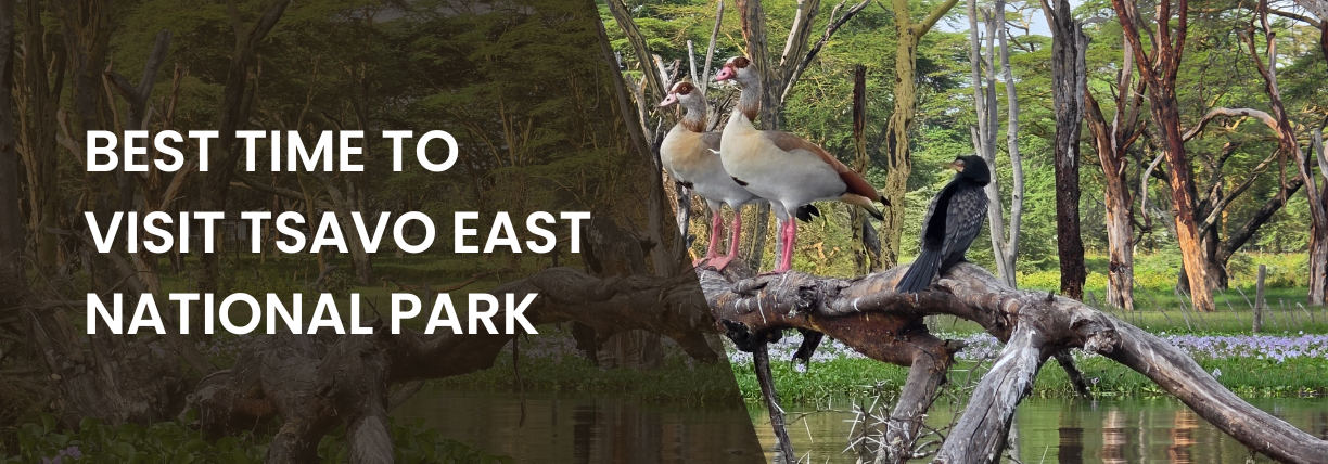 Promotional banner about the best time to visit Tsavo East National Park. The image shows a lone topi antelope walking through a grassy savanna at dusk, with an acacia tree standing in the background against a pastel-colored sky. A dark transparent overlay on the left displays the white text: “BEST TIME TO VISIT TSAVO EAST NATIONAL PARK.”