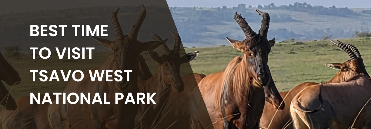 Presentation cover slide showing a herd of antelopes standing in a grassy savanna. Large white text on a dark overlay reads, “Best Time to Visit Tsavo West National Park.”
