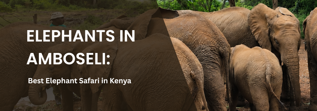 Herd of African elephants in Amboseli National Park during a Kenya safari, including adult elephants and a calf.