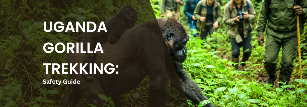 Mountain gorilla with an infant on its back in Uganda's rainforest as trekkers and a ranger follow a forest trail during a guided gorilla trekking experience.