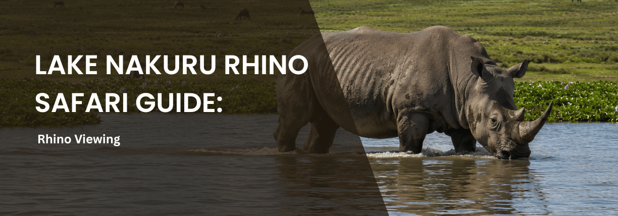 Rhino grazing in Lake Nakuru National Park, Kenya, featured on a Lake Nakuru Rhino Safari Guide banner with text overlay promoting rhino viewing.