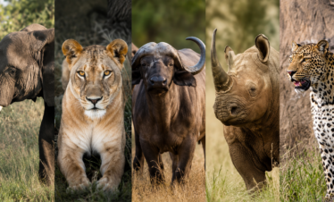 Masai mara big five