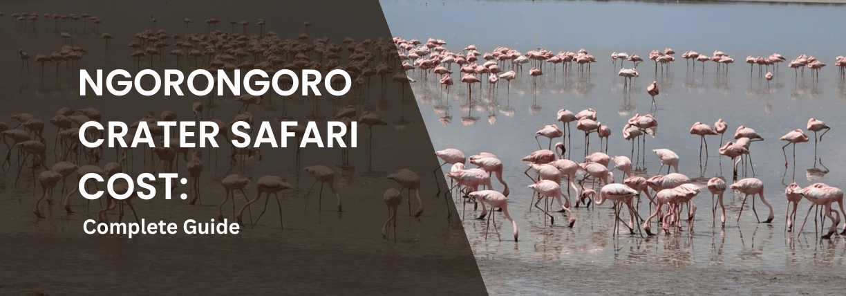 Flamingos feeding in Lake Magadi within Ngorongoro Crater, Tanzania.