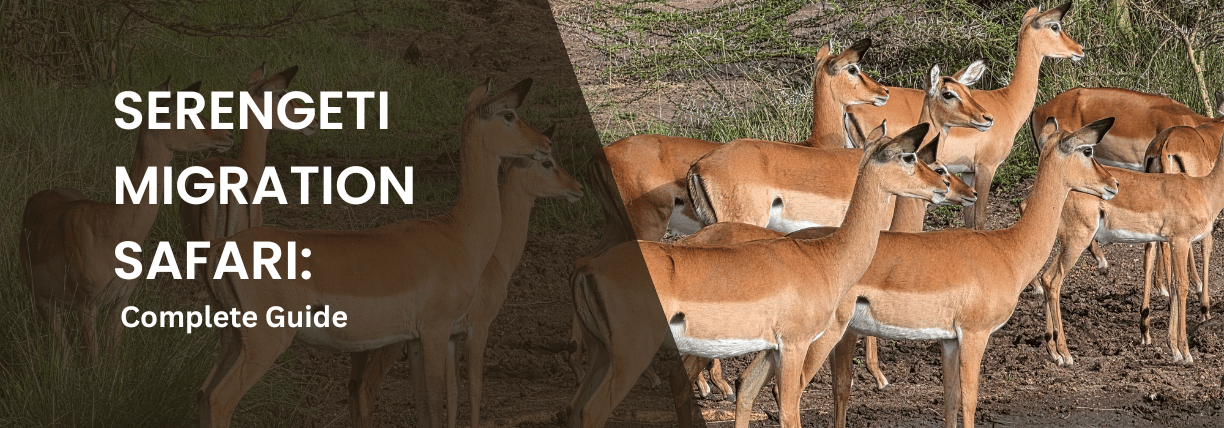 Serengeti migration safari guide featuring a group of antelopes in the African wilderness