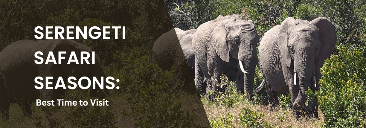 Serengeti safari seasons guide featuring elephants in Serengeti National Park