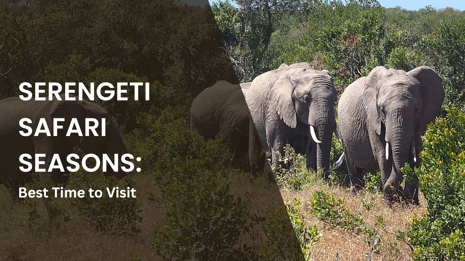 **Alt text:** Presentation cover slide showing three African elephants walking through green vegetation in the Serengeti. Large white text on a dark overlay reads, “SERENGETI SAFARI SEASONS: Best Time to Visit.”