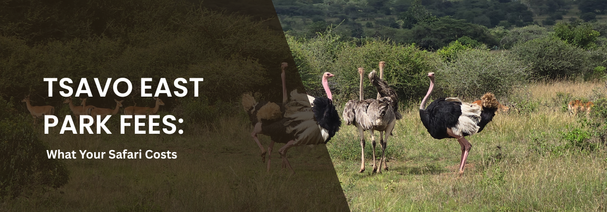 Promotional banner about Tsavo East National Park entrance fees and safari costs. The image shows a group of ostriches standing and walking in a grassy savanna surrounded by shrubs and woodland. A dark transparent overlay on the left displays the white text: “TSAVO EAST PARK FEES: What Your Safari Costs.”
