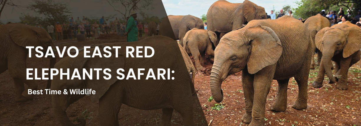 Promotional safari banner featuring a herd of red-dusted elephants gathered on reddish soil in Tsavo East. Visitors can be seen in the background observing the elephants. A dark transparent overlay covers the left side of the image, displaying the white text: “TSAVO EAST RED ELEPHANTS SAFARI: Best Time & Wildlife.”