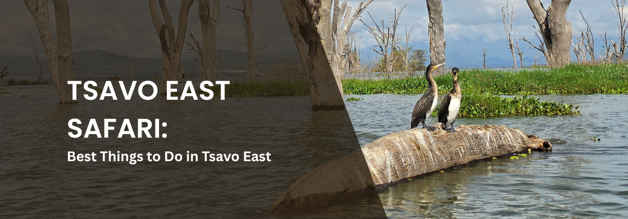 Two waterbirds perched on a fallen tree trunk in a flooded wetland with dead trees and distant hills, overlaid with the title ‘Tsavo East Safari: Best Things to Do in Tsavo East