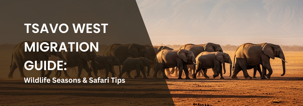 Presentation cover slide showing orphaned elephants with caretakers in a wildlife sanctuary. Large white text on a dark overlay reads, “Tsavo West Migration Guide: Wildlife Seasons & Safari Tips.”
